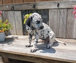 Small Photo #23 Dalmatian Puppy For Sale in GOSHEN, IN, USA