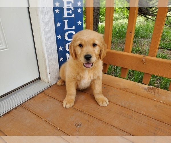 Medium Photo #1 Golden Retriever Puppy For Sale in PEYTON, CO, USA