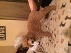 Small Photo #1 Poodle (Standard) Puppy For Sale in DAVENPORT, IA, USA