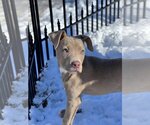 Small #3 American Pit Bull Terrier Mix