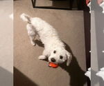 Small #8 Mutt