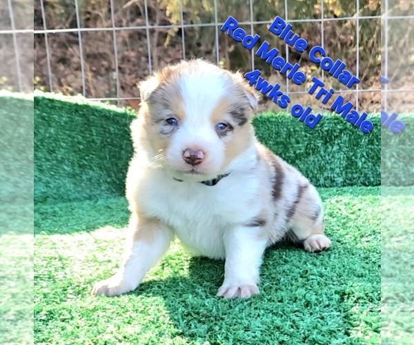 Medium Photo #8 Border Collie Puppy For Sale in BYBEE, TN, USA