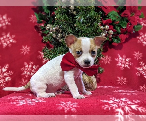 Medium Photo #2 Chihuahua Puppy For Sale in KIRKWOOD, PA, USA