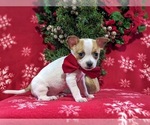 Small Photo #2 Chihuahua Puppy For Sale in KIRKWOOD, PA, USA