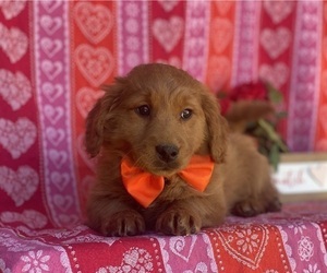 Goldendoodle (Miniature) Puppy for sale in LANCASTER, PA, USA