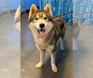 Siberian Husky Dogs for adoption in Severn, MD, USA