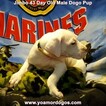 Small Photo #124 Dogo Argentino Puppy For Sale in JANE, MO, USA
