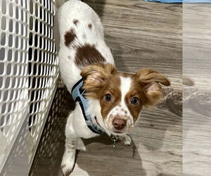 Colonial Cocker Spaniel-Unknown Mix Dogs for adoption in Royal Palm Beach, FL, USA