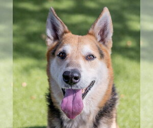 Max - Male German Shepherd Dog-Unknown Mix Dog for Adoption - Photo #3
