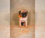 Small Photo #1 Pug Puppy For Sale in PASO ROBLES, CA, USA