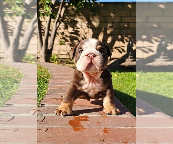 Medium Photo #32 Bulldog Puppy For Sale in RIVERSIDE, CA, USA