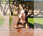 Small Photo #32 Bulldog Puppy For Sale in RIVERSIDE, CA, USA