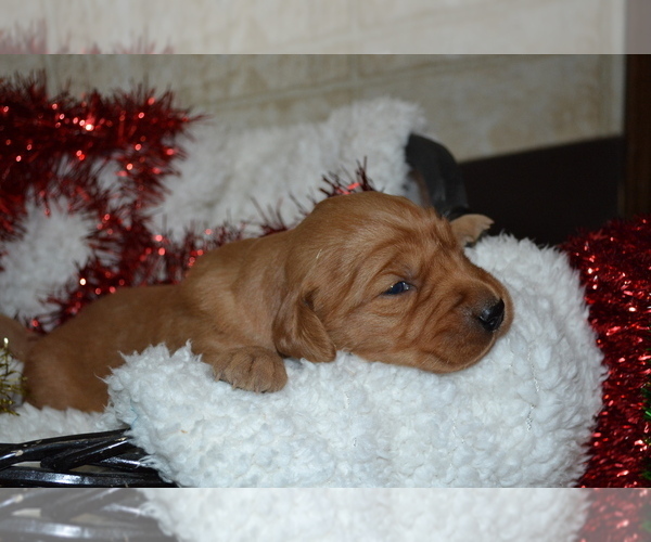 Medium Photo #24 Golden Retriever Puppy For Sale in GREENWOOD, WI, USA