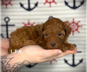 Maltipoo Puppy for sale in WINNSBORO, LA, USA