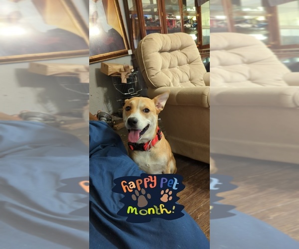 Medium Photo #1 Mutt Puppy For Sale in ABERDEEN, NC, USA