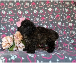 Poodle (Toy) Puppy for sale in KIRKWOOD, PA, USA