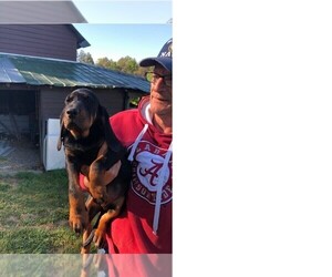 Black and Tan Coonhound Puppy for sale in SOUTH BOSTON, VA, USA