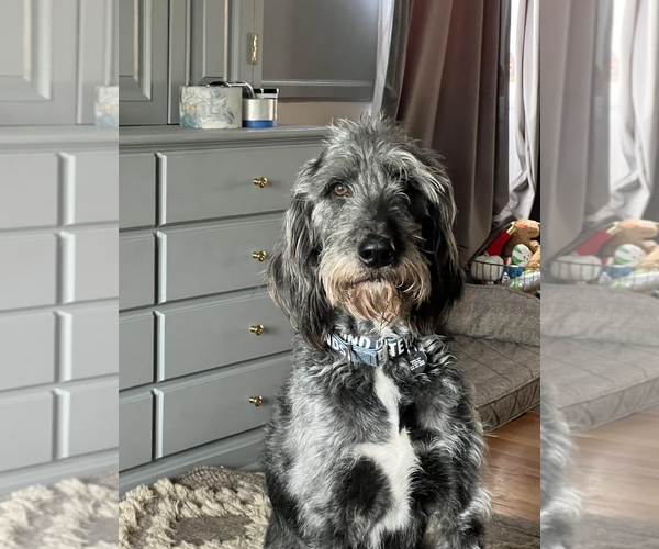 Medium Photo #3 Irish Wolfhound-Unknown Mix Puppy For Sale in Rockville, MD, USA