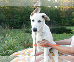 Small #5 German Shepherd Dog