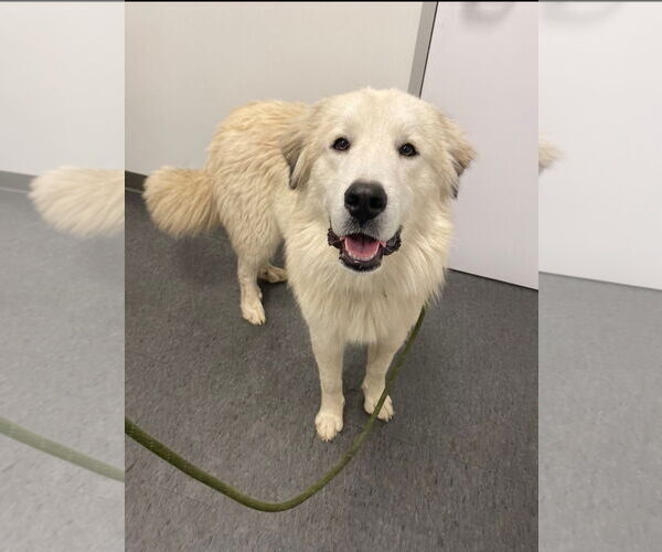 Medium Photo #1 Great Pyrenees-Unknown Mix Puppy For Sale in Houston, TX, USA