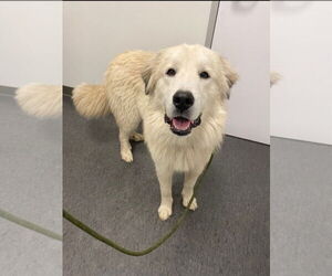 Great Pyrenees-Unknown Mix Dogs for adoption in Houston, TX, USA