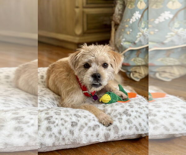 Medium Photo #8 Mutt Puppy For Sale in Fort Worth, TX, USA