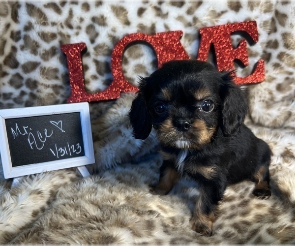 Medium Photo #3 Cavalier King Charles Spaniel Puppy For Sale in ABILENE, TX, USA