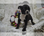 Puppy Oliver Boston Terrier