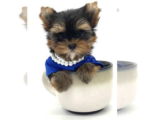 Medium Photo #1 Yorkshire Terrier Puppy For Sale in CORAL SPRINGS, FL, USA