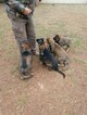 Small Photo #20 German Shepherd Dog Puppy For Sale in MC DONOUGH, GA, USA