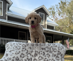 Puppy Ms Dark Pink English Cream Golden Retriever-Poodle (Toy) Mix