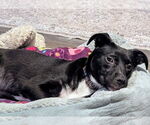Small #1 Labrador Retriever Mix