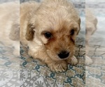Small Photo #48 Goldendoodle (Miniature) Puppy For Sale in PENSACOLA, FL, USA
