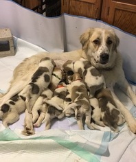 Mother of the Anatolian Shepherd puppies born on 06/15/2017