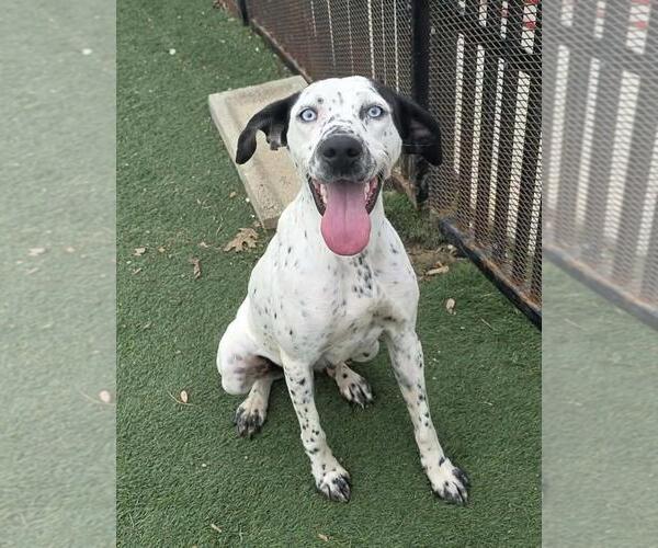 Medium Photo #3 Dalmatian-German Shorthaired Pointer Mix Puppy For Sale in Rockwall, TX, USA