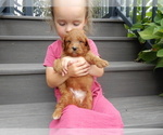 Puppy 1 Goldendoodle (Miniature)