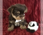 Small Photo #2 Yorkshire Terrier Puppy For Sale in ORLANDO, FL, USA