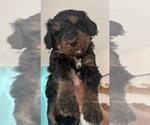 Puppy Truffle Bernedoodle mix (+ Poodle Standard)