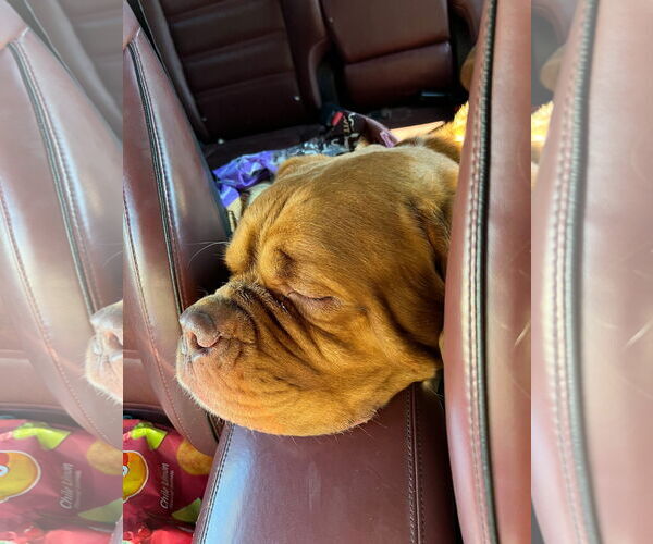 Medium Photo #8 Dogue de Bordeaux Puppy For Sale in Goodyear, AZ, USA