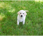 Small #14 Labrador Retriever