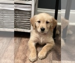 Small Photo #9 Golden Retriever Puppy For Sale in WARWICK, RI, USA