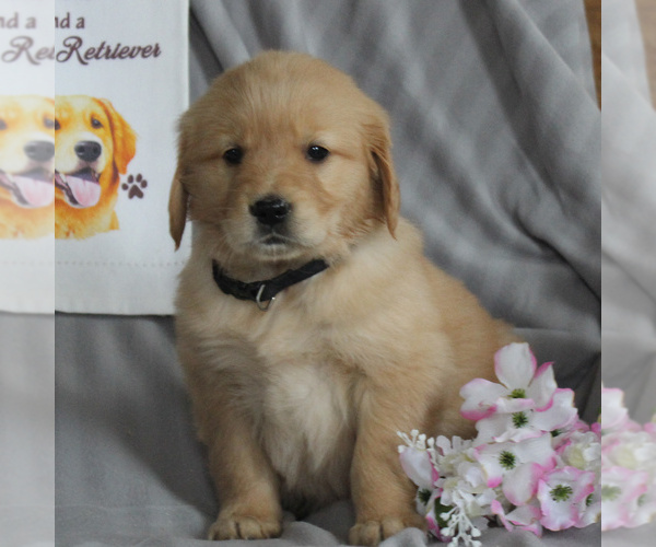 Medium Photo #6 Golden Retriever Puppy For Sale in NEW HOLLAND, PA, USA