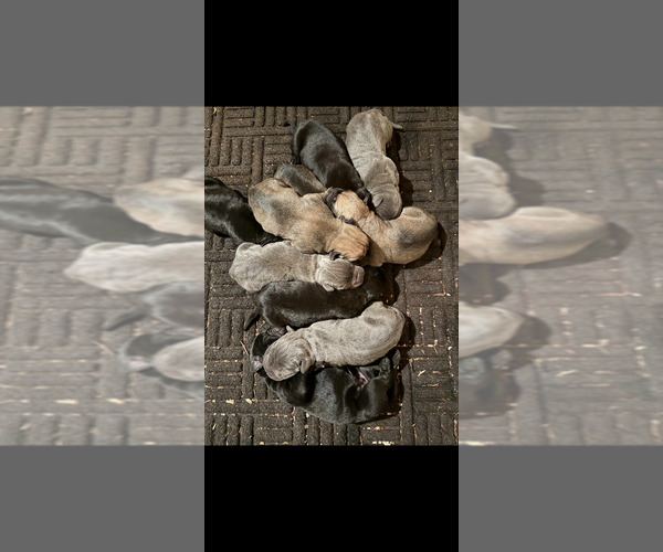 Medium Photo #5 Cane Corso Puppy For Sale in GRAVOIS MILLS, MO, USA