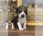 Image preview for Ad Listing. Nickname: Scout