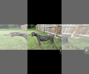 Father of the Doberman Pinscher puppies born on 06/21/2026
