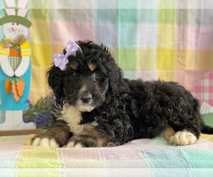 Bernedoodle Puppy for sale in LANCASTER, PA, USA