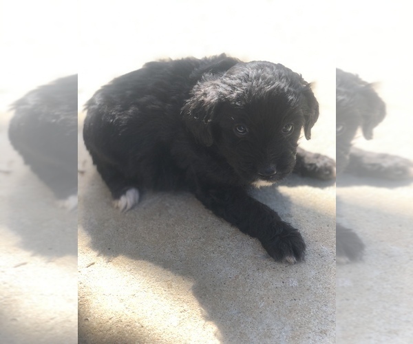 Medium Photo #6 Aussiedoodle Miniature  Puppy For Sale in SPENCER, TN, USA