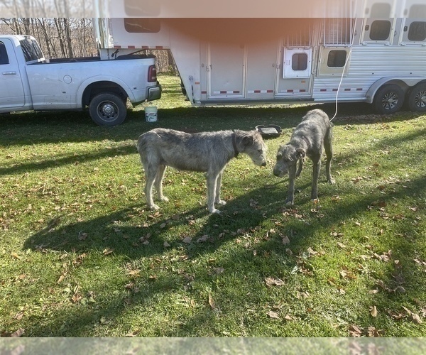 Medium Photo #7 Irish Wolfhound Puppy For Sale in BOUCKVILLE, NY, USA