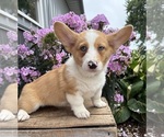 Small #3 Pembroke Welsh Corgi