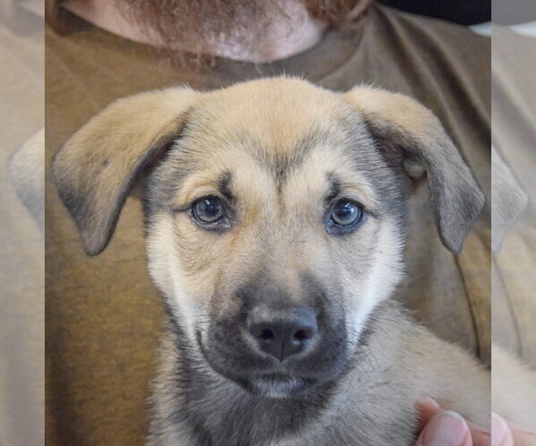 Medium Photo #6 Gerberian Shepsky Puppy For Sale in Huntley, IL, USA
